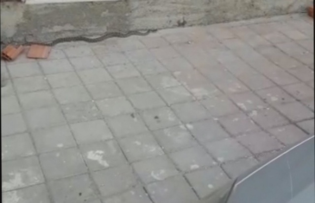 Şehri yılanlar bastı