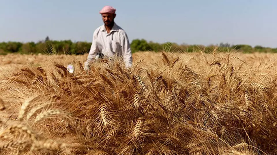 Buğday üreticileri, tüccarların insafına terkedildi